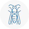Bradley Stoke Wasp Nest Removal
